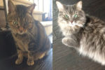 Pippa and Catherine. Cats seeking new home, GTA Toronto Durham Region pet rehoming