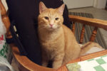 Ginger. Two Year Old, Friendly Cat Finds New Home 