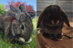 Young Rabbits for adoption. Toronto GTA Durham Region