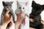 Three kittens for adoption, Toronto GTA, Durham Region, oasis