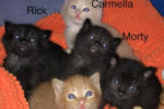 5 Rescue Kittens, forever homes needed, for adoption