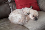 Lucy. Shih Tzu Poodle Cross for adoption. Toronto GTA