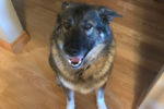 Takoda. Dog for adoption. GTA Toronto Durham Region