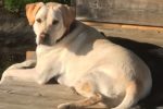 Goose. Yellow labrador retriever for adoption