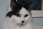 Rescue cat Vixen, for adoption, Toronto GTA Durham Region