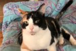 Gracie. Affectionate Female Cat for adoption. Toronto GTA Durham Region