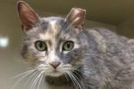 Mimosa, declawed cat, for adoption. Toronto Durham Region GTA