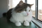 Lucy. Gentle cat for adoption. Toronto GTA Durham Region