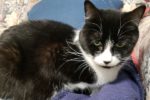 Selena. Cat for adoption. GTA Toronto Durham Region