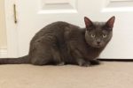 Smokey Blue. Female cat for adoption