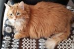 Cookie. Cat for adoption. sweet. Durham Region, Toronto GTA