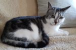 Daisy. Gentle, Female Companion Cat Finds Her New Home 