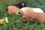 Friends Guinea Pigs. Three GPs need new home, adoption