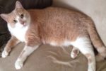 Bosco. Super friendly male cat needs new home. Toronto, Durham, GTA