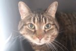 Joey. Male Cat for adoption. Toronto, Durham Region area