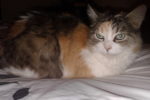 Patches. Female cat for adoption. Calico. Toronto