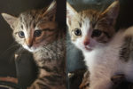 Pinkey Perky. Rescue kittens for adoption. Toronto GTA