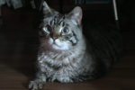 Peluche. male, declawed cat for adoption