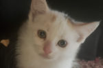 Star. Rescue kitten for adoption. Toronto, Durham Region, GTA