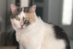 Clover. Female cat for adoption