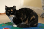 Cali. Female calico cat for adoption