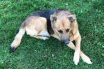 Guage. German Shepherd needing new home. Toronto, Durham Region, GTA