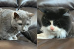 Misty and Cocoa. Senior cats for adoption