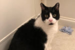 Lilou. People-Friendly, Affectionate, Senior Cat Finds New Home 