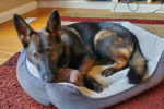 Storm. Special German Shepherd pup needs special home.