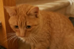 Paprika. female cat for adoption