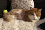 Miglio. male cat needs new home Toronto GTA