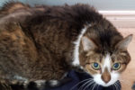 Shami. Senior, Sweet Male Cat, Declawed, Needs New Home