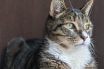 Sam. Male Cat needs new home, Toronto GTA