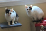 Dunkin and Jumper. Cats for adoption Durham Region, Toronto GTA