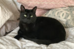 Salem. male cat needs new home, for adoption