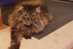 Henri. Handsome, Neutered, Male Cat Finds His New, Forever Home 