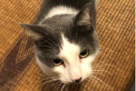 Cachew. Young male cat for adoption. Durham Region Toronto GTA