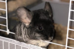 Gizmo. Young Chinchilla for adoption.