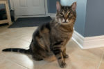 Oliver. Laid back male cat for adoption