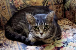 Layla. Playful, Young, Female Cat Seeks Finds Home To Roam 