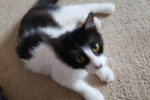 Lucas. Young male cat for adoption