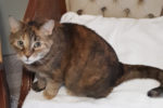 Calli. cat for adoption rehoming