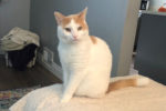 Ollie. Handsome male cat for adoption