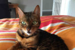 Mia. Bengal cat for adoption