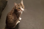 Becassine. declawed, female cat for adoption