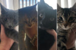 r kittens for adoption