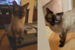 Julius and Caesar. Siamese cats for adoption