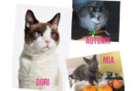 Senior cats for adoption. Toronto, GTA