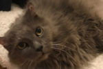 Maxou. Loving cat for adoption after owner passes.