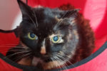 Bebe. Tortoiseshell cat adoption